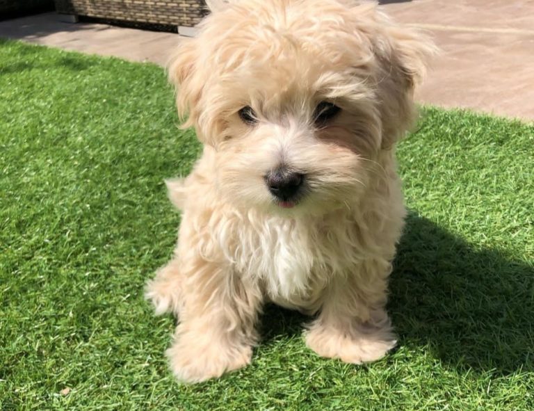 maltipoo_benji_-1-768x591-1.jpg
