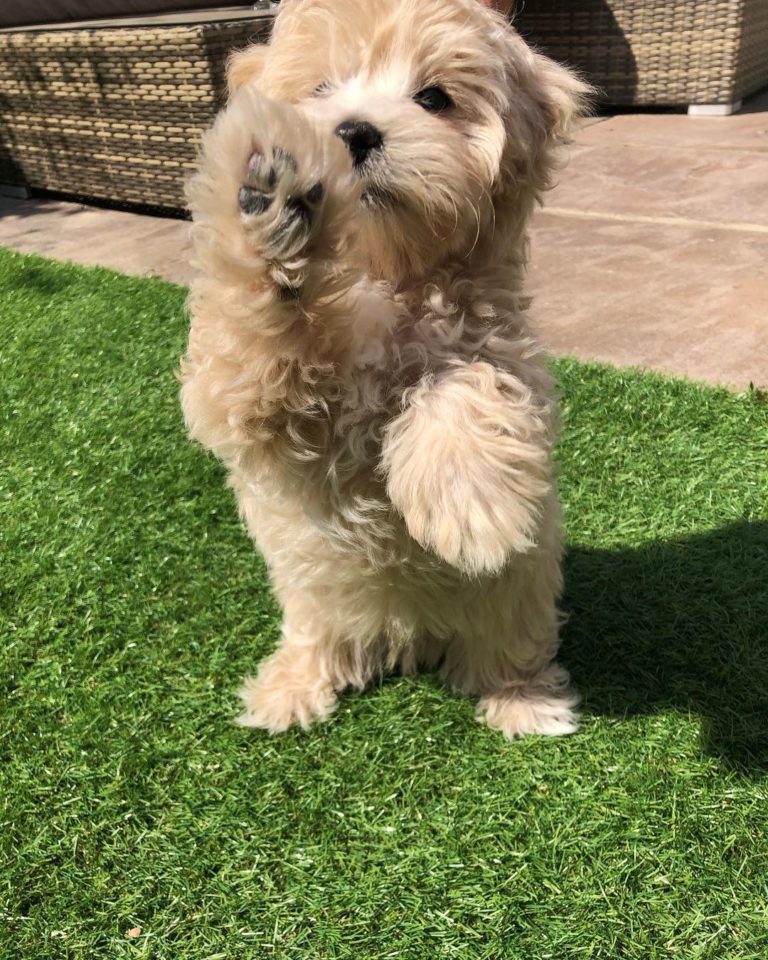 maltipoo_benji_2-768x960-1.jpg